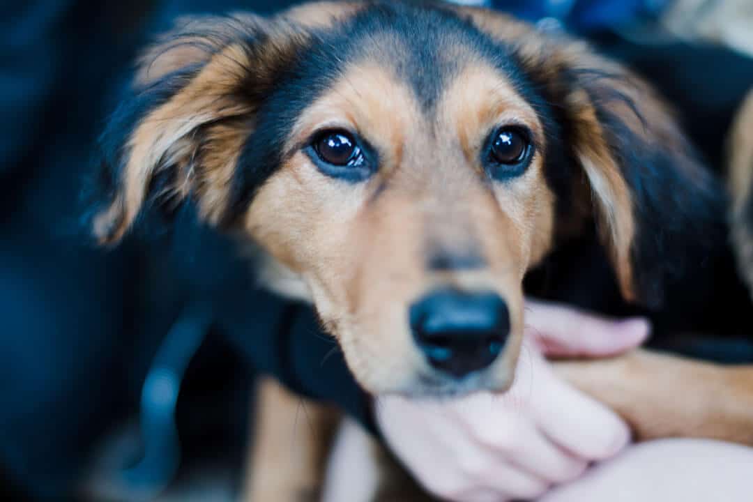 Chien Animalerie accessoires jouets